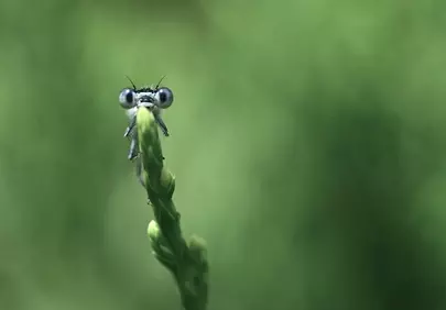 Enchanting Macro: Curious Dragonfly Eyes on Green