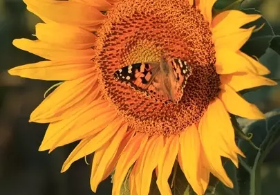 Vibrant Sunflower Serenity: Butterfly's Golden Embrace