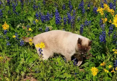 Charming Siamese Cat Wanders Through Vibrant Spring Flowers