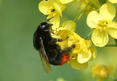 Vibrant Bumblebee on Golden Rapeseed Flowers