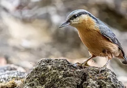 Stunning Nuthatch Perched: Captivating Wildlife in 4K