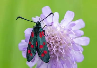 Vibrant Scarlet Moth on Lavender Bloom: A Macro Masterpiece