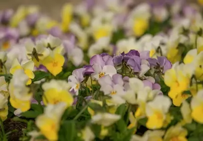 Vibrant Spring Violas: A Macro Bloom Symphony