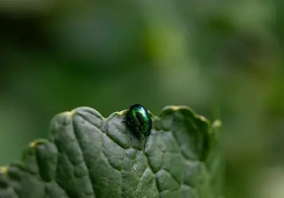 Vibrant Green Beetle on Leaf: A Macro Nature Wonder