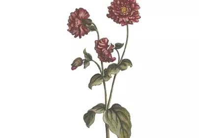 Exquisite Vintage Botanical: Detailed Antique Flower Illustration
