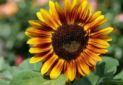 Vibrant Sunflower Blossom: A Summer Nature's Masterpiece