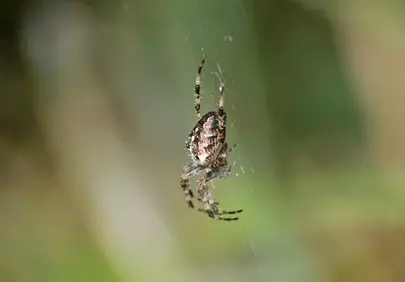 Intricate Autumn Weaver: Garden Spider on Delicate Web