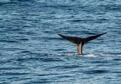 Majestic Whale Tail Dives into Azure Ocean Depths