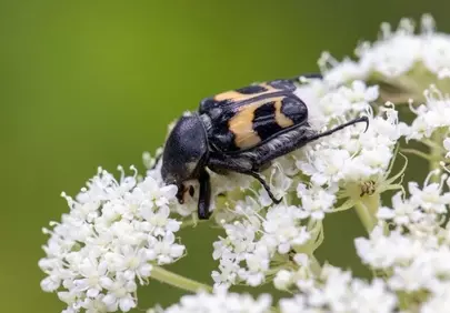 Captivating Bumblebee Beetle: A Macro World on White Flowers