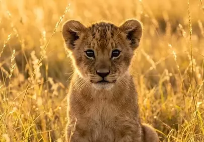 Adorable Lion Cub in Golden Savanna Sunset