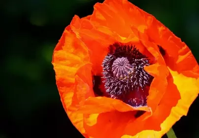 Vibrant Scarlet Poppy: A Close-Up of Summer's Fiery Bloom