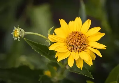 Vibrant Yellow Bloom: Nature's Golden Embrace
