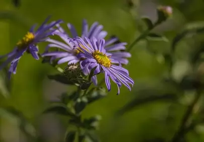 Vibrant Purple Aster: Nature's Delicate Springtime Bloom