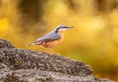 Vibrant Nuthatch Perched: Nature's Golden Gaze