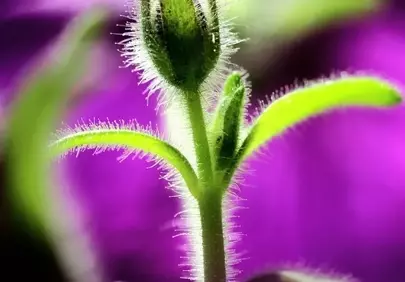 Vibrant Macro Petunia Bud: Nature's Delicate Purple Awakening