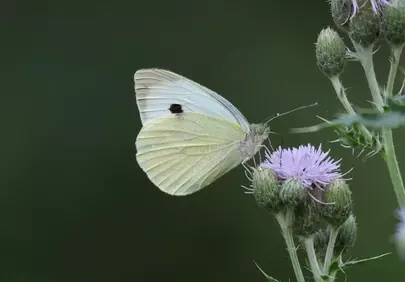 Fragile Beauty: Cabbage White Butterfly on Thistle
