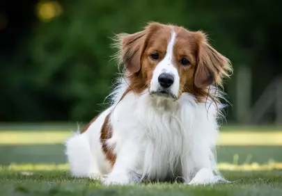Charming Kooikerhondje: Tommie's Wet Fur Delight