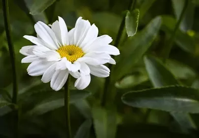 Delicate White Daisy: Summer's Charming Blossom in Nature