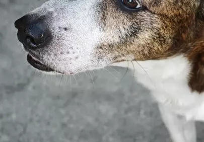Captivating Gaze: Close-up of a Curious Beagle