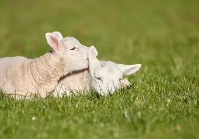 Tender Lambs Cuddle in Lush Spring Pasture