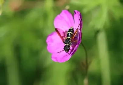 Vibrant Macro: Wasp on Purple Stork's Bill