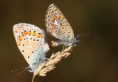 Stunning Macro: Two Butterflies on Grass Stem