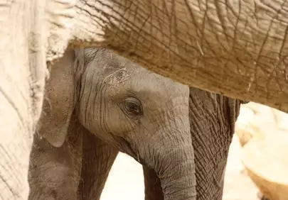 Tender Glimpse: Baby Elephant Seeks Sanctuary Beneath Mother's Care