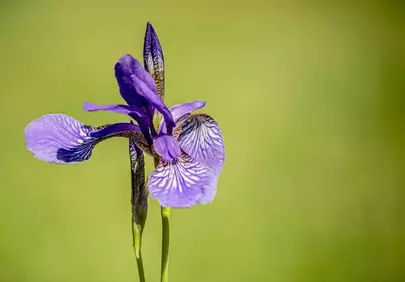 Vibrant Siberian Iris: Purple Blossom on Green Background