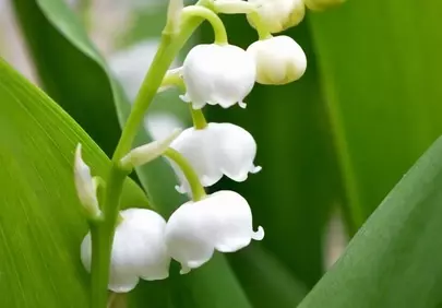 Delicate Lily of the Valley: Spring's Bell-Shaped Beauty