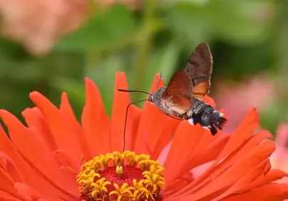 Vibrant Zinnia Hosts Hovering Hummingbird Moth