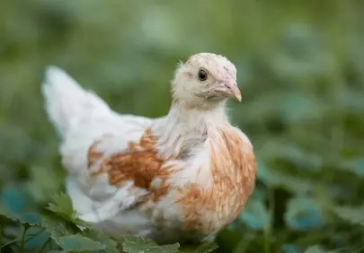 Charming Fluffy Chick: Curious Gaze in Vibrant Spring Grass