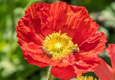 Vibrant Red Poppy: Bees Buzzing in Spring Sunshine