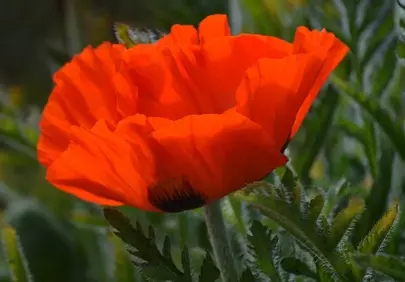 Vibrant Orange Poppy: A Summer Garden's Heart
