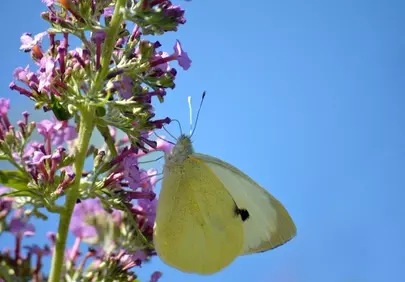 Vibrant Butterfly Bush: A Cabbage White's Nectar Feast