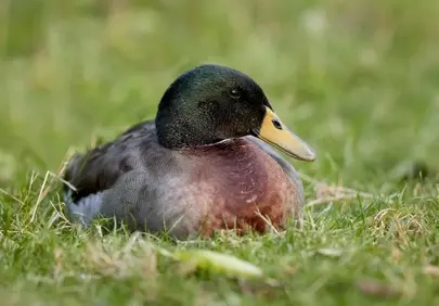 Serene Drake Rests Peacefully in Lush Spring Grass