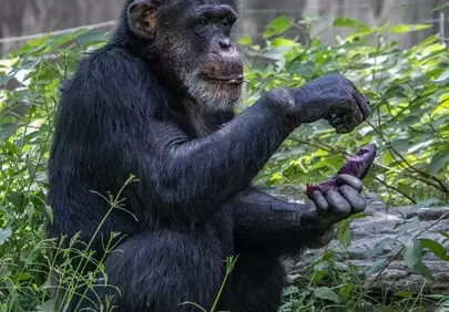 Captivating Chimpanzee Enjoying Fruit in Lush Greenery
