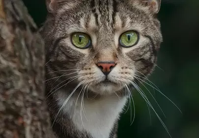 Enchanting Green Eyes: A Striking Feline Gaze from the Wild
