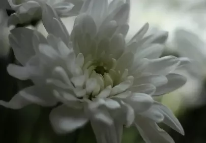 Stunning White Chrysanthemum: Delicate Beauty in Muted Light