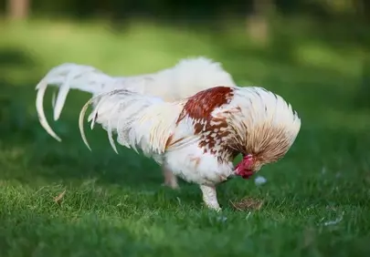 Vibrant Rooster Foraging on Lush Green Grass