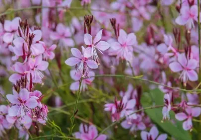 Delicate Pink Gaura Lindheimeri Blooms in a Summer Garden