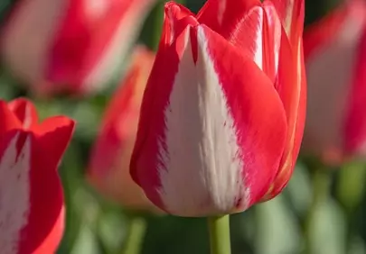 Vibrant Red and White Striped Tulip Bloom