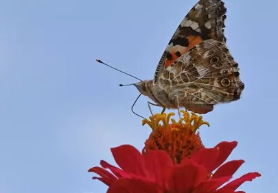 Vibrant Zinnia Hosts a Beautiful Painted Lady Butterfly