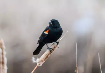 Vibrant Red-winged Blackbird Perched in Wetland Reeds