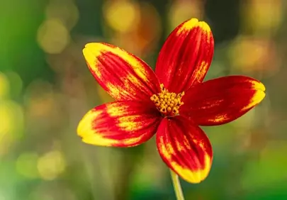 Vibrant Summer Bloom: Dazzling Red-Yellow Flower Macro