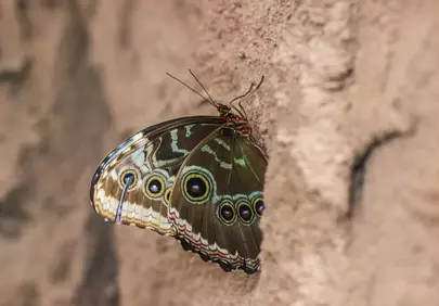 Dazzling Macro Detail of a Winged Butterfly in Nature