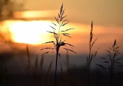 Breathtaking Autumn Sunset: Golden Hour Serenity in the Meadow