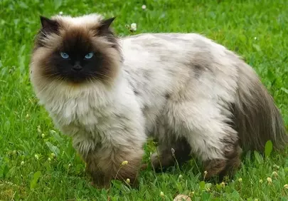 Stunning Himalayan Cat with Piercing Blue Eyes in Nature