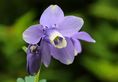Stunning Purple Columbine: A Delicate Spring Blossom