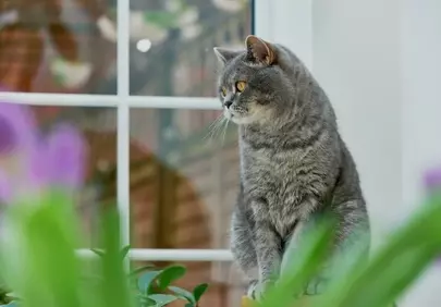 Charming British Shorthair Gazing by Window