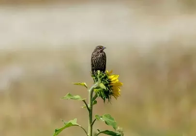 Stunning Wildlife: Bird Perched on a Vibrant Sunflower